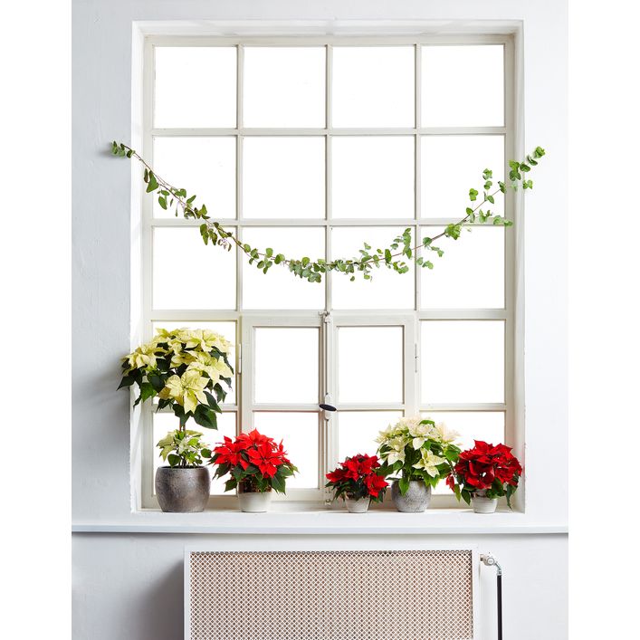 Weihnachtsstern - Euphorbia pulcherrima, | Dehner