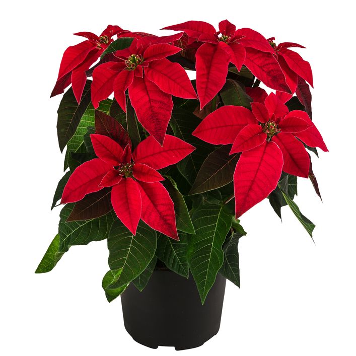 Weihnachtsstern - Euphorbia pulcherrima | Dehner