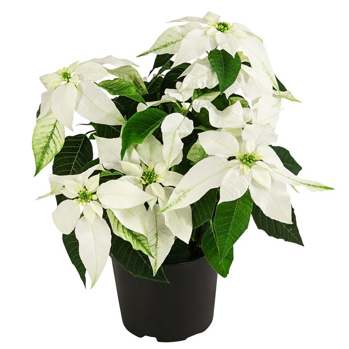 Weihnachtsstern - Euphorbia pulcherrima | Dehner
