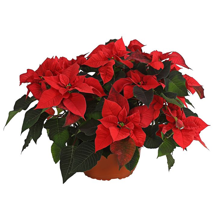 Weihnachtsstern - Euphorbia pulcherrima in | Dehner
