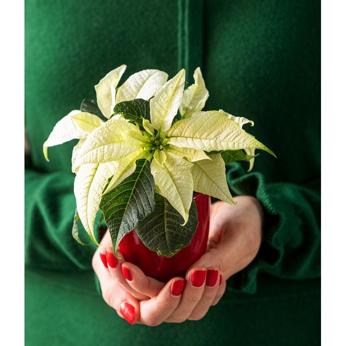 falscher hanf zimmerpflanze Falscher Hanf-Eibisch Hanfblatt-Eibisch - Althaea cannabina main image 0