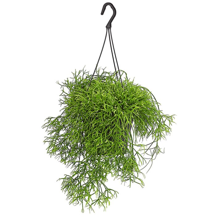 Peitschenkaktus - Rhipsalis heteroclada, Ampel | Dehner