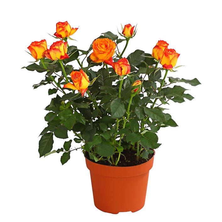 künstliche mini pflanzen 19 Sorten Mini künstliche Pflanzen für Wohnzimmer, Schlafzimmer, Büro, –  kunstblumenshop main image 0