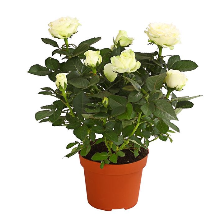 Grobltige Topfrose - Rosa chinensis, | Dehner