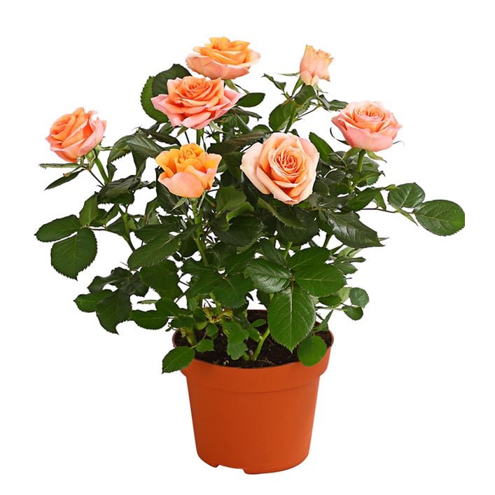 Grobltige Topfrose - Rosa chinensis, | Dehner