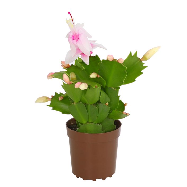 Weihnachtskaktus - Schlumbergera x buckleyi, | Dehner