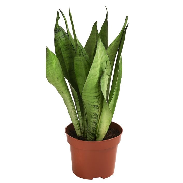 Bogenhanf - Sansevieria trifasciata | Dehner