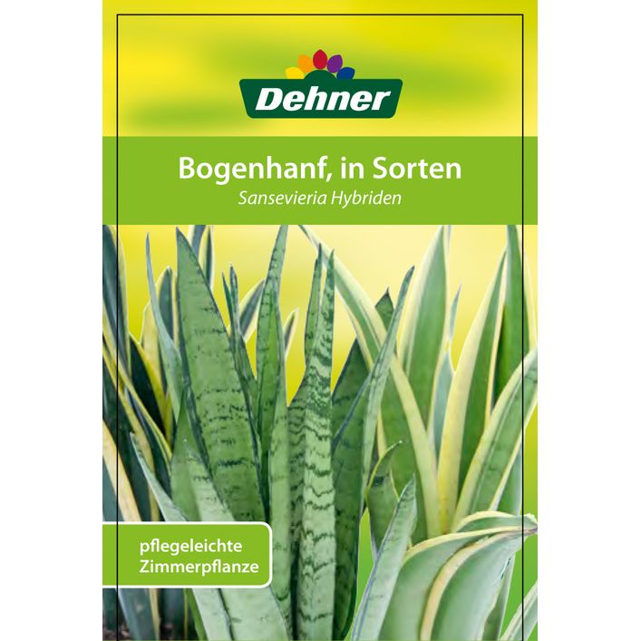 Bogenhanf - Sansevieria zeylanica | Dehner