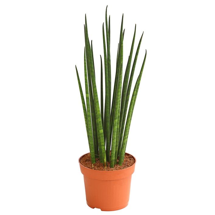 Bogenhanf - Sansevieria cylindrica 'Mikado' | Dehner