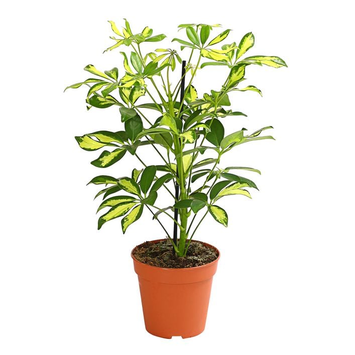 Strahlenaralie - Schefflera arboricola | Dehner