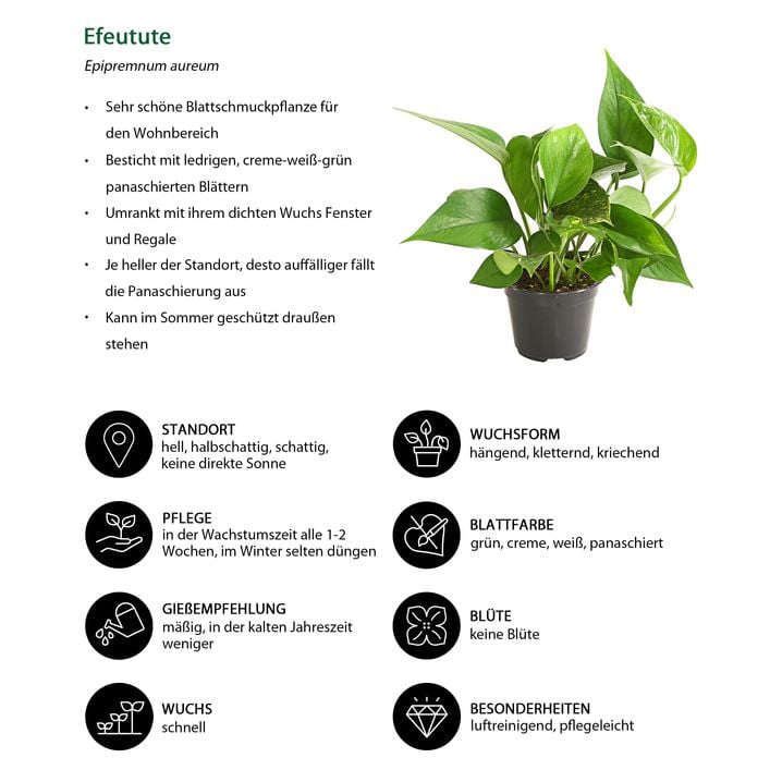 Efeutute - Epipremnum aureum | Dehner