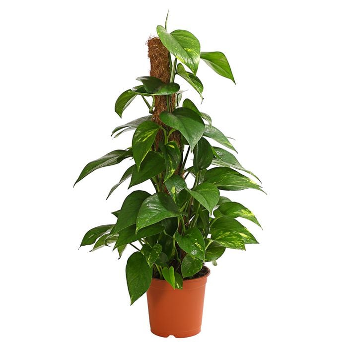 dracena yucca Succulent Dracaena Draco (Yucca Dragon tree) | Multi-Stem