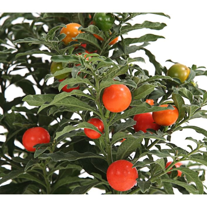 Korallenstrauch - Solanum pseudocapsicum | Dehner
