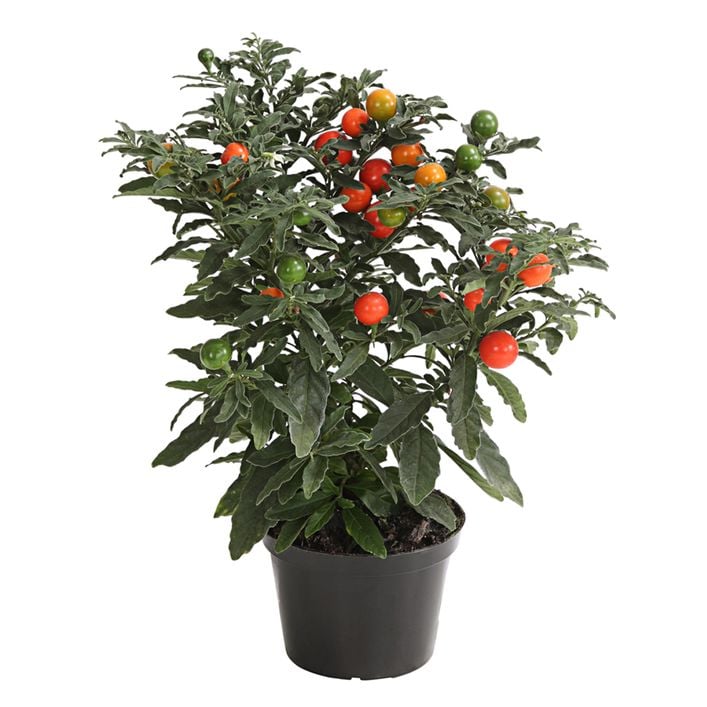 Korallenstrauch - Solanum pseudocapsicum | Dehner