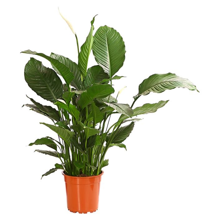 Einblatt - Spathiphyllum wallisii 'Silvana' | Dehner