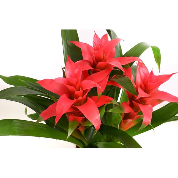 Bromelie - Bromeliaceae, verschiedene Farben | Dehner
