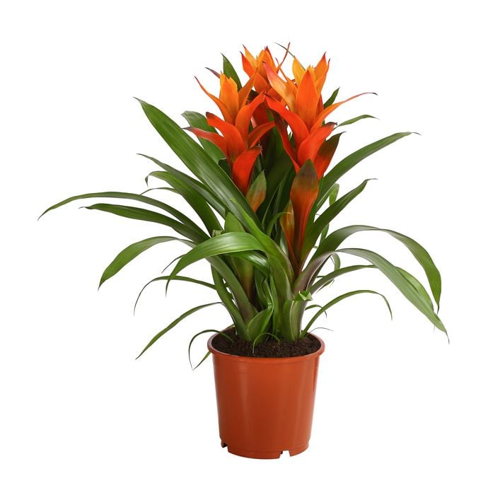 Bromelie - Bromeliaceae, verschiedene Farben | Dehner