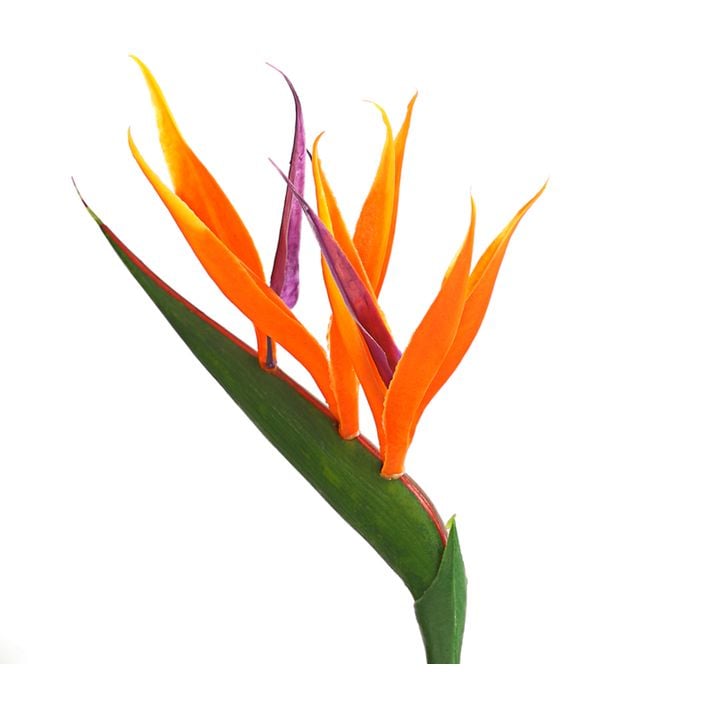 philodendron atom standort Philodendron Atom main image 1