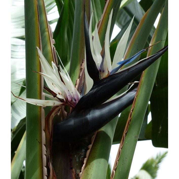 turmeric root plant Turmeric- (Curcuma longa) – Whitwam Organics