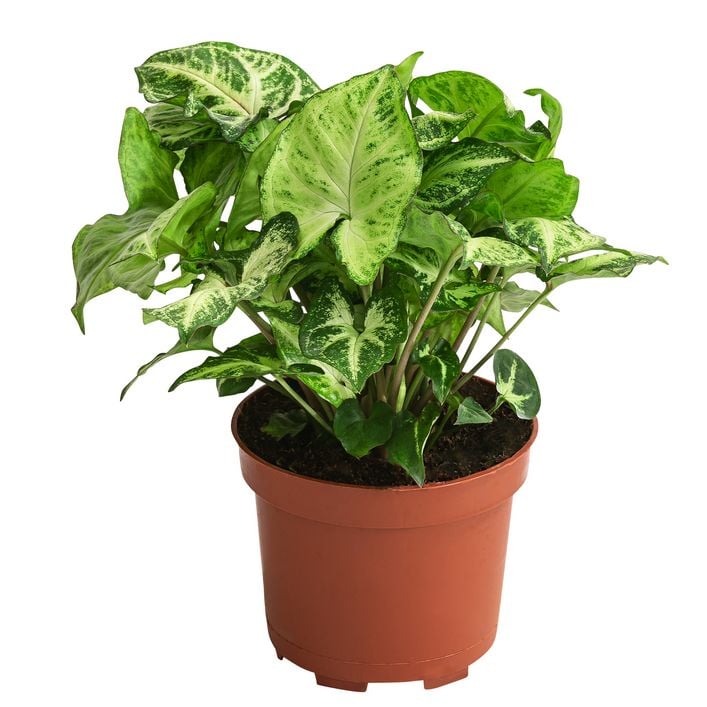 alocasia silver dragon variegata Alocasia baginda 'Silver Dragon' Variegata Aurea – Foliage Factory main image 0
