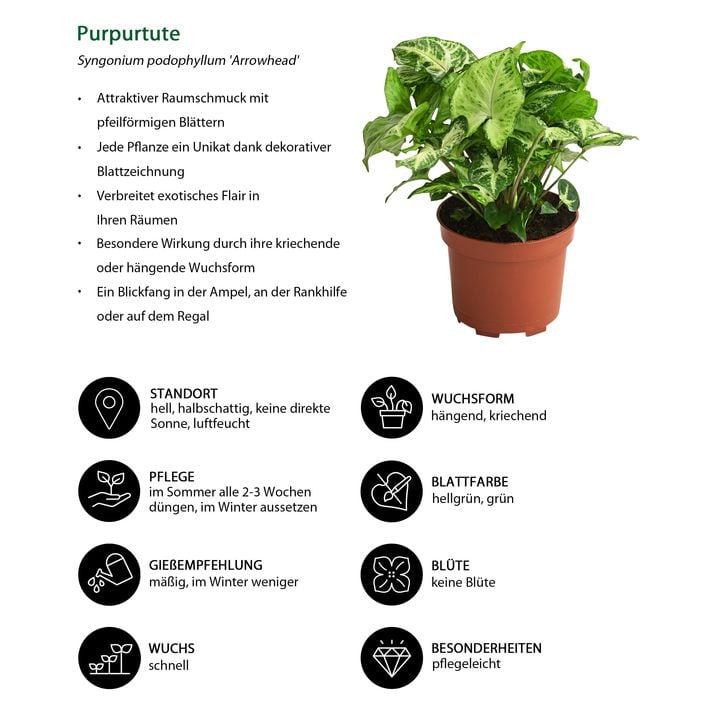 Purpurtute - Syngonium podophyllum 'Arrowhead' | Dehner
