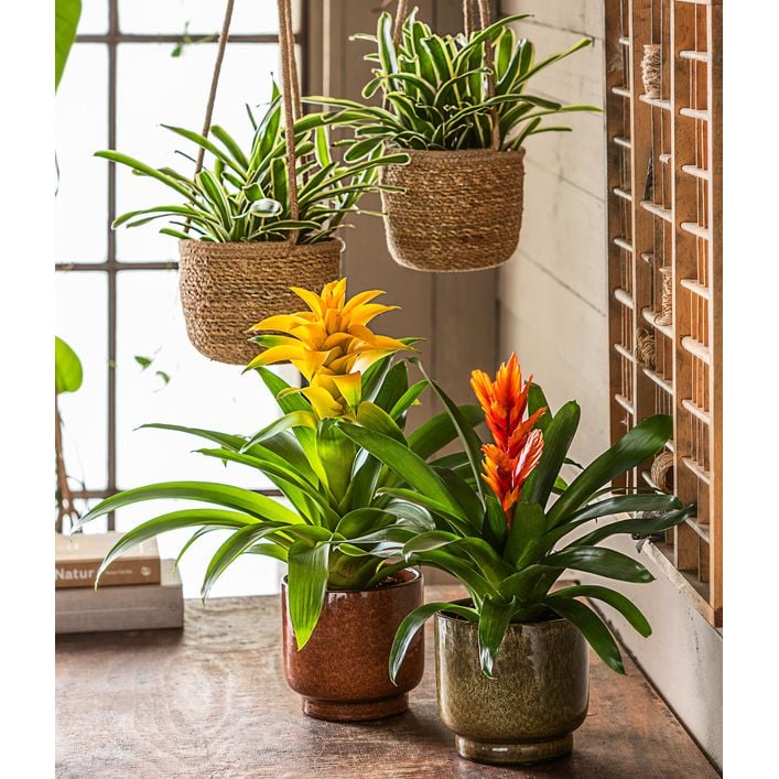 Vriesea - Bromelia cultivars 'Intenso Orange' | Dehner
