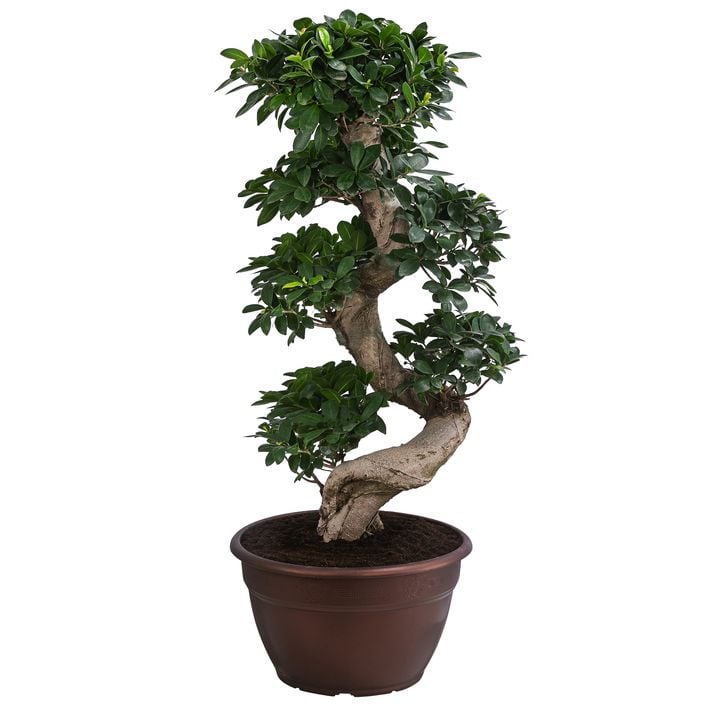 pokemon bonsai 1 Pokemon Bonsai Collection Vol 1 main image 1