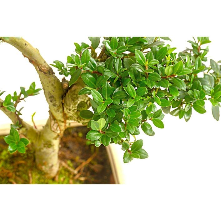 Outdoor-Bonsai Japanische Stechpalme - Ilex | Dehner