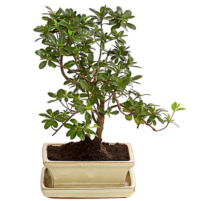 dracena reflexa song of india Dracaena Song of India Variegated Foliage