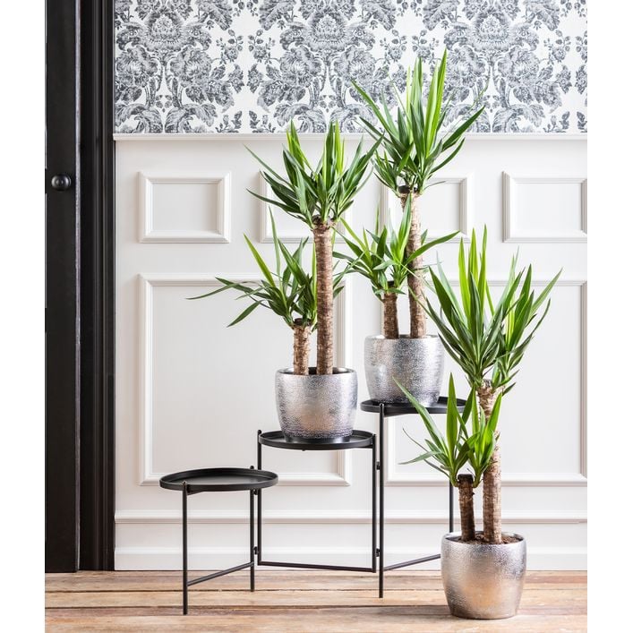 Yucca-Palme - Yucca elephantipes | Dehner