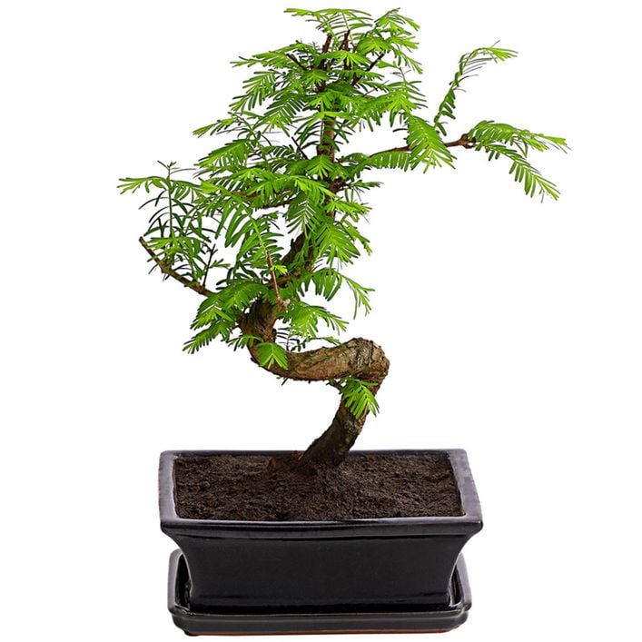 Outdoor-Bonsai Urweltmammutbaum - Metasequoia | Dehner