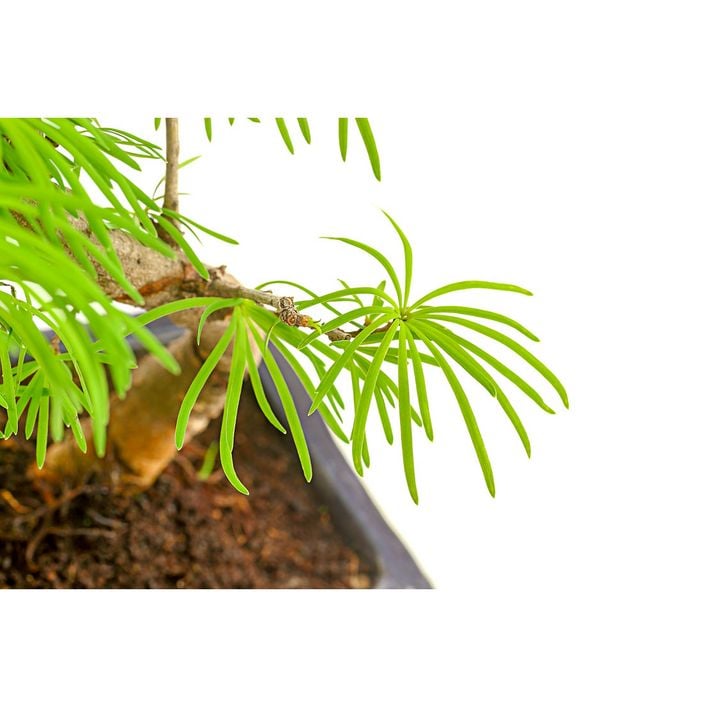 Outdoor-Bonsai Goldlrche - Pseudolarix | Dehner