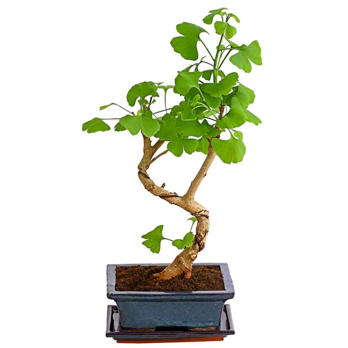 elefantenfuß knolle Beaucarnea Nolina recurvata