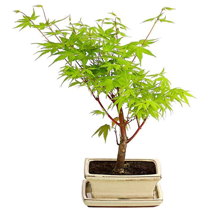 Outdoor-Bonsai Ahorn - Acer palmatum | Dehner