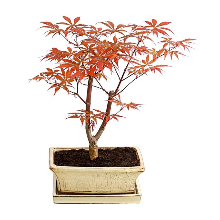 Outdoor-Bonsai Roter Fcherahorn - Acer | Dehner
