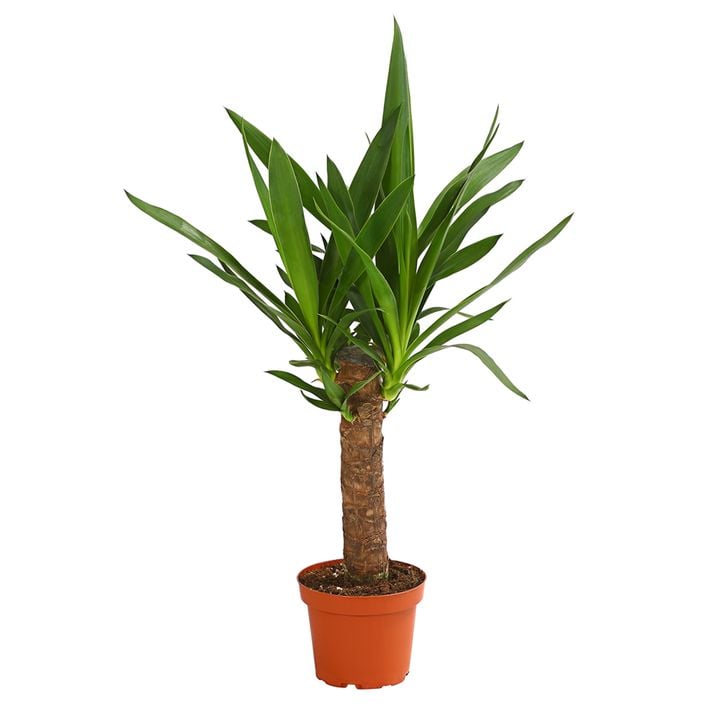 Yucca-Palme - Yucca elephantipes | Dehner