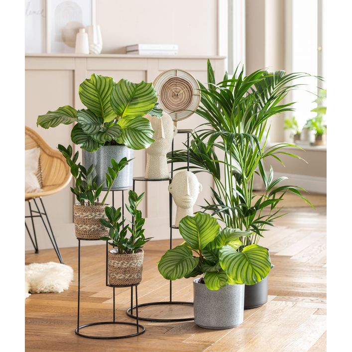 Glcksfeder - Zamioculcas zamiifolia | Dehner