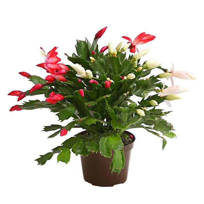aloe paradisicum pflege Shop 'Aloe Jurassic Dino' – Care and Growing Guide main image 0
