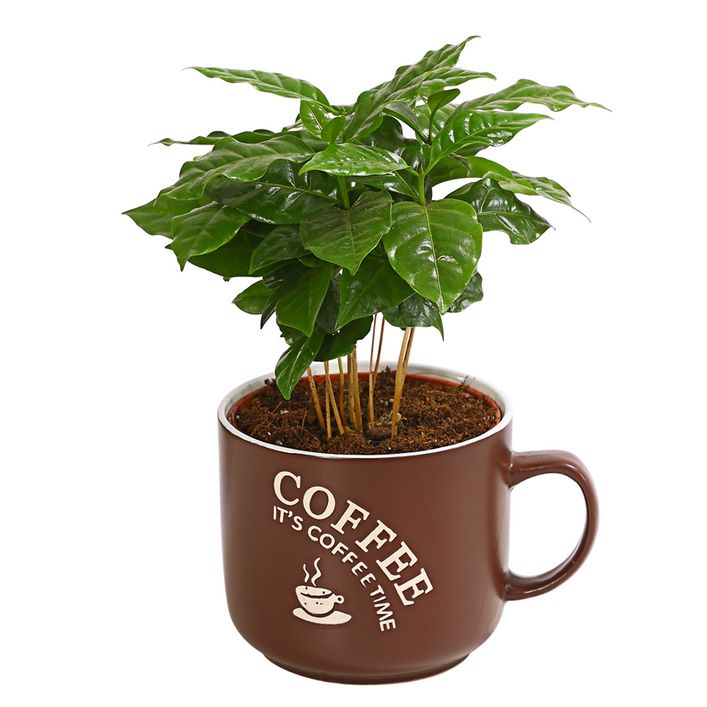 Kaffeepflanze - Coffea arabica, verschiedene | Dehner
