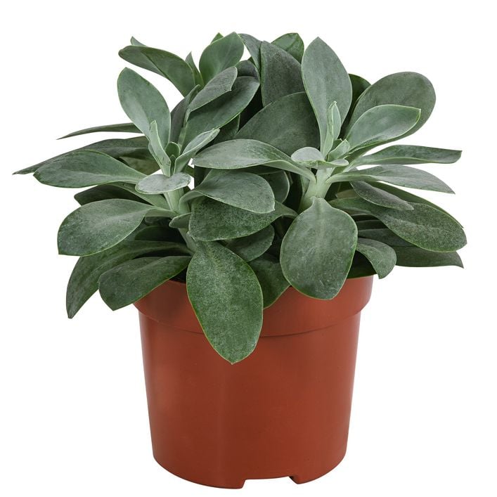 Kreuzkraut - Senecio cephalophorus | Dehner