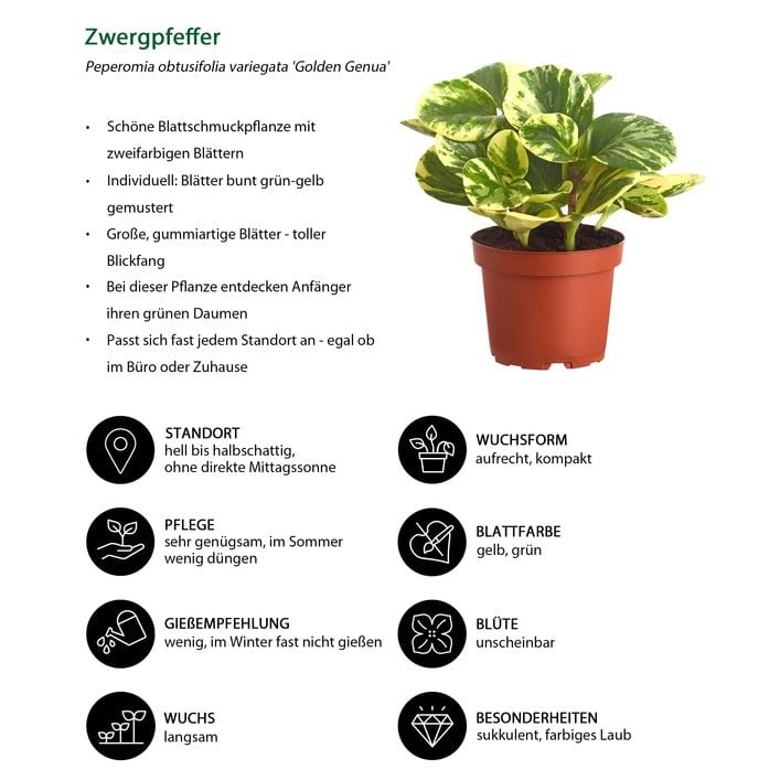 Peperomie - Peperomia obtusifolia variegata | Dehner