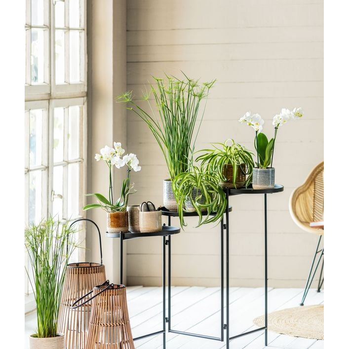 Grünlilie Chlorophytum Bonnie Hängende Zimmerpflanze (20–30 cm inkl. Topf) ... Grünlilie Chlorophytum Variegatum – Immergrüne Zimmerpflanze mit Topf zu Kaufen