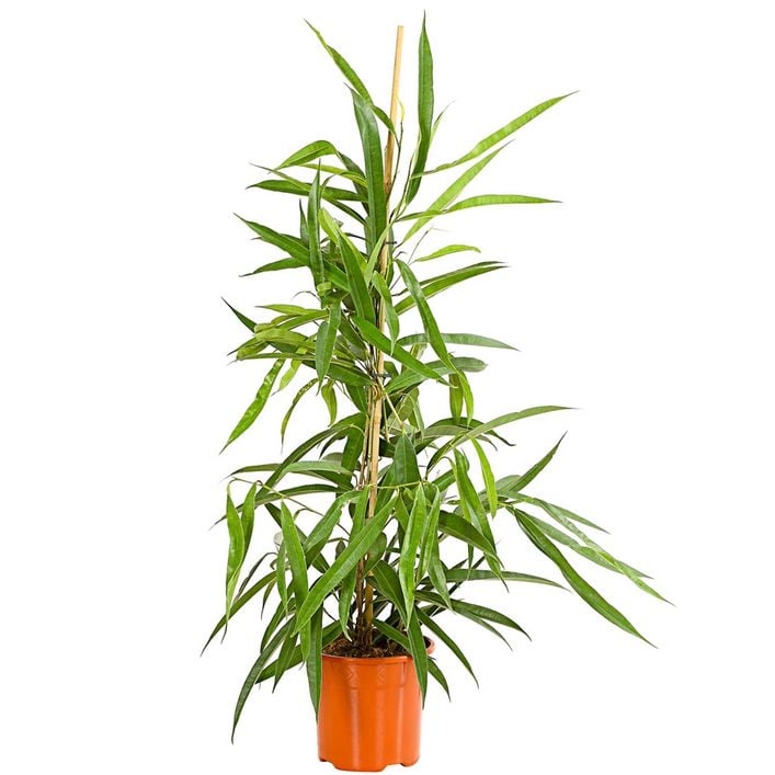 zimmerpflanzen bio kaufen Rette mich: Zimmerpflanzen 12er Set kaufen