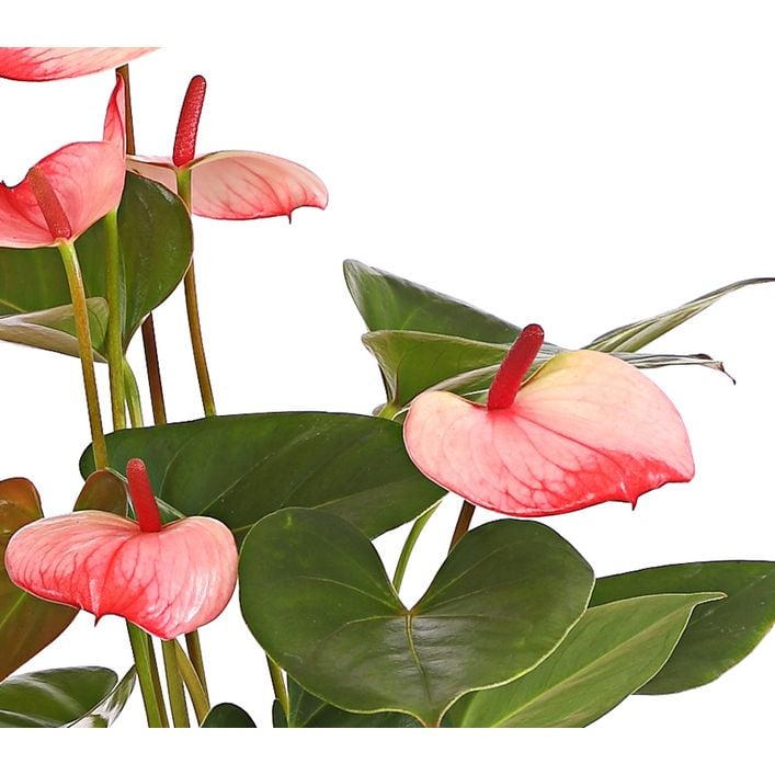 planta anthurium Anthurium 'Red' | Indoor Plant | Tropical Plant | Potted Plant