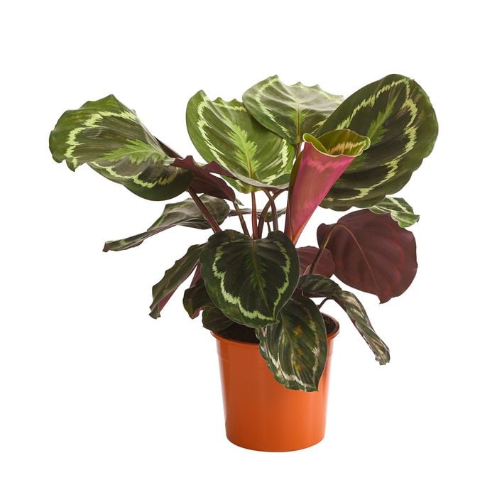 Korbmarante - Calathea roseopicta 'Medaillon' | Dehner