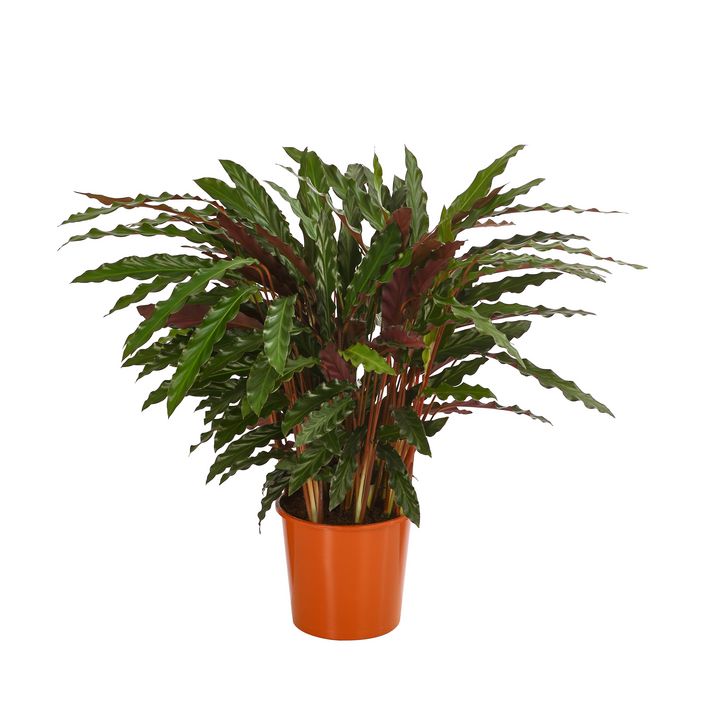 camellia japonica black lace kamelie Camellia Black Lace