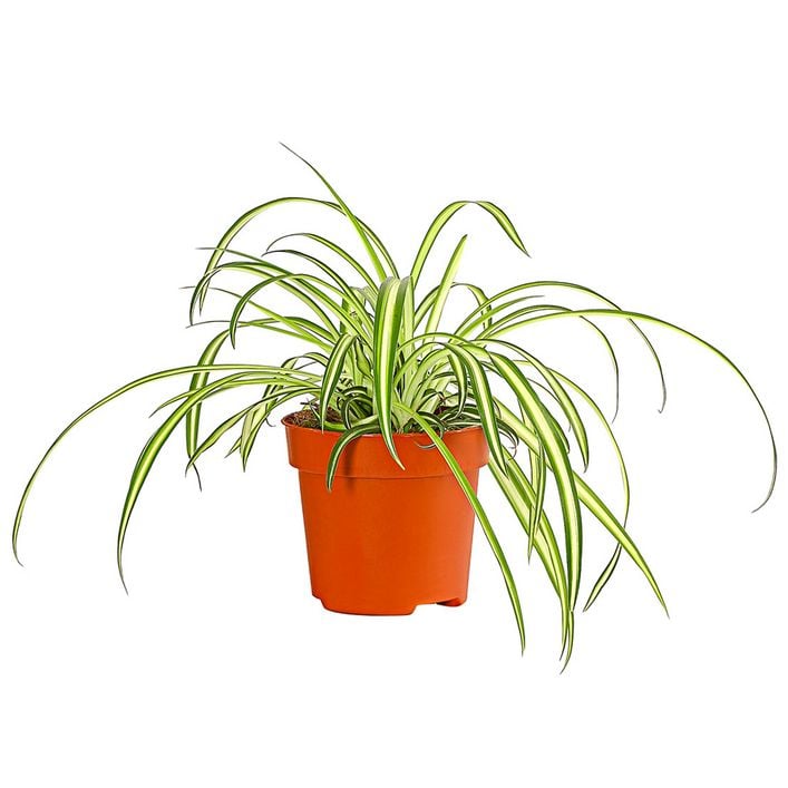 kunstpflanzen für den garten Boic Plastik Garten Blume, Kunstblumen Grün Plastik Sträucher UV-Bestä –  AuHonr