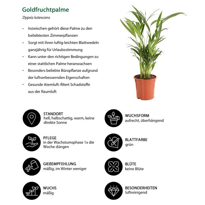 Zimmerpflanzen-Set Home Office, 3-teilig | Dehner