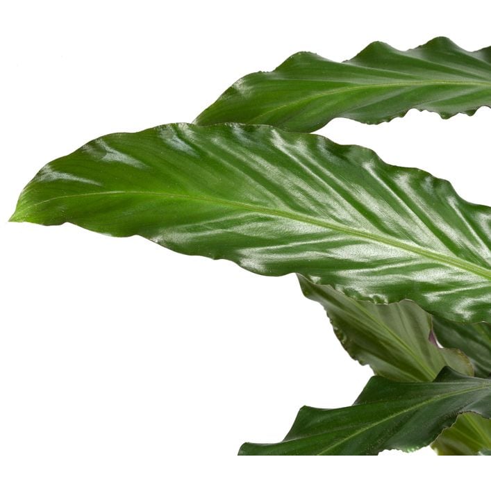 calathea low light Calathea 'Beauty Star'