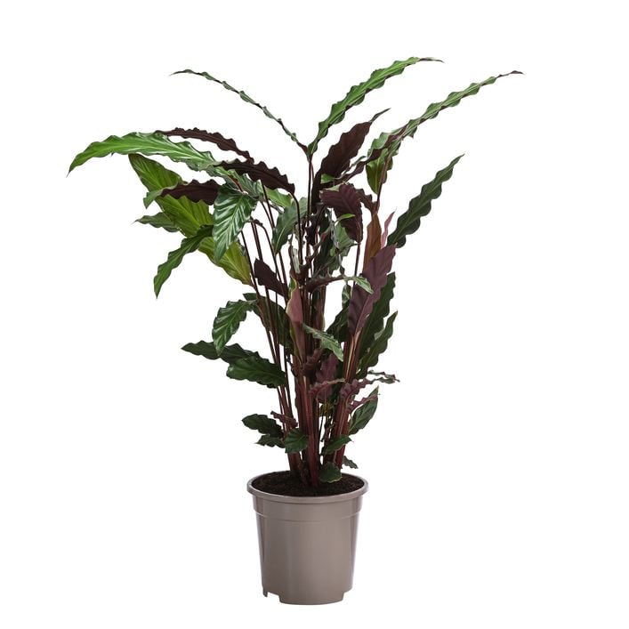 Korbmarante - Calathea rufibarba | Dehner